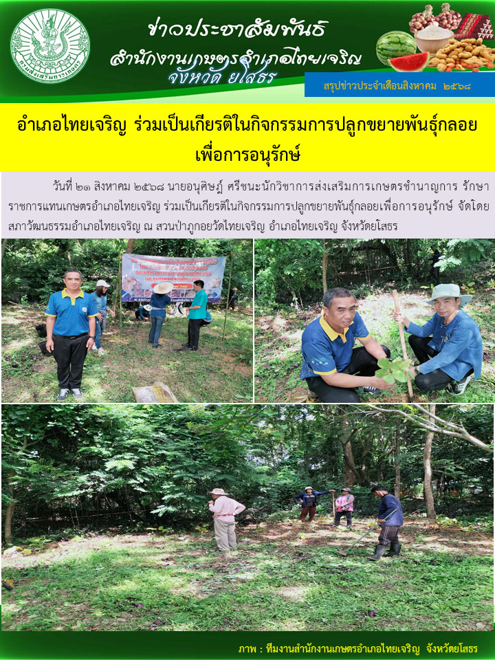 ร่วมเป็นเกียรติในกิจกรรมการปลูกยายพันธุ์กลอย