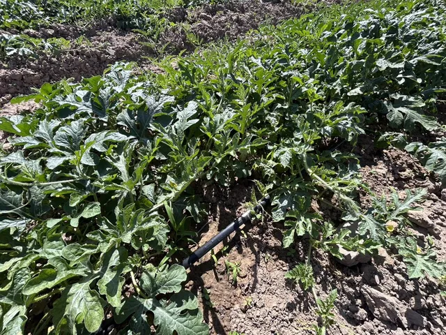 KVunBvWg8dY5sdyOExhEIdHbCN2kLSqDGNO302EoTZrIlwMudgXZ9r