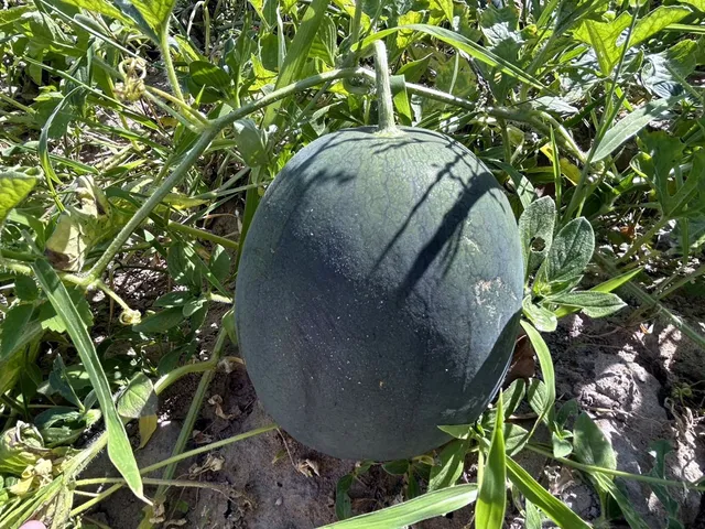 KVunBvWg8dY5sdyOExikThK2JchbFzCDGehUdK8VBBUvw2yok8qBKd